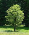 /album/fotogaleria-arboles-nativos-para-sembrar/pino-colombiano-jpg/